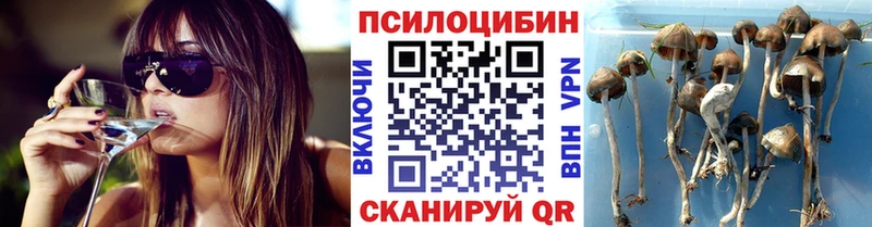 Купить  Терек  Псилоцибиновые грибы Psilocybine cubensis 